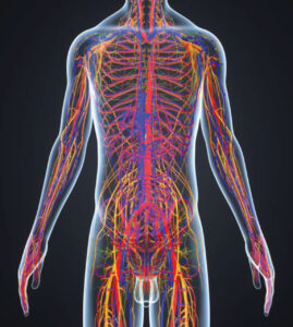 nervous-circulatory-system